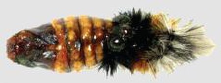 Tập_tin:Andesobia_jelskii_female_pupa.JPG