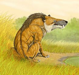 Andrewsarchus DB.jpg