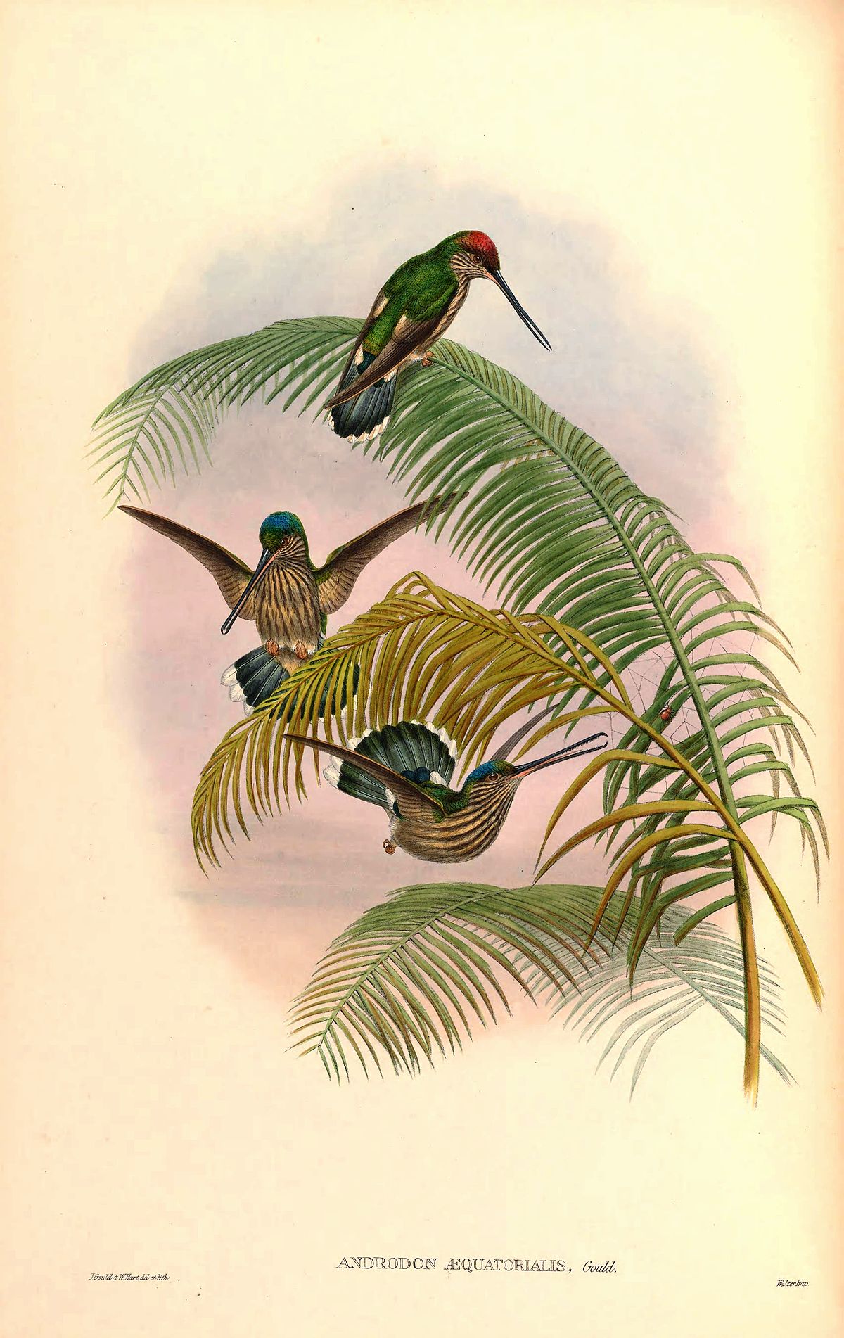 Colibris d'Équateur