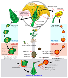 https://upload.wikimedia.org/wikipedia/commons/thumb/9/98/Angiosperm_life_cycle_diagram-fr.svg/220px-Angiosperm_life_cycle_diagram-fr.svg.png