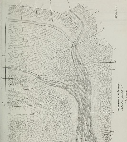 File:Annales des Sciences Naturelles Botaniques (1847) (18220340098).jpg