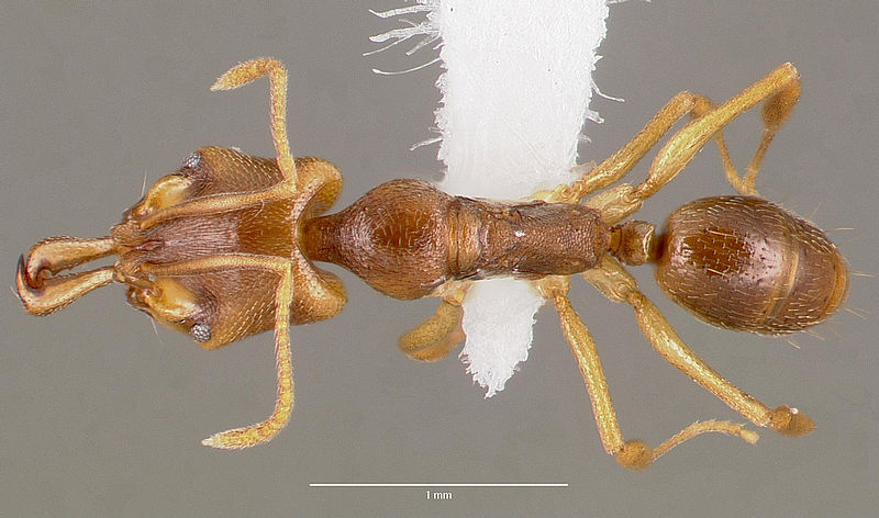 File:Anochetus mayri casent0003324 dorsal 1.jpg