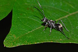 Polyrhachis inermis