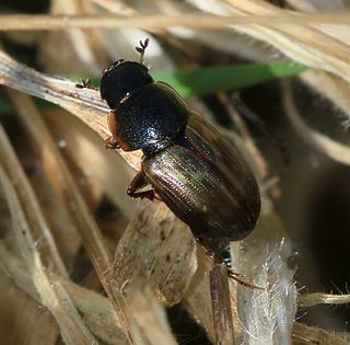 <i>Melinopterus prodromus</i> Species of beetle