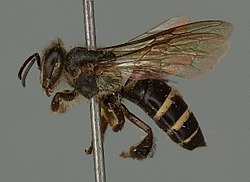 Apis andreniformis, British Natural History Museum