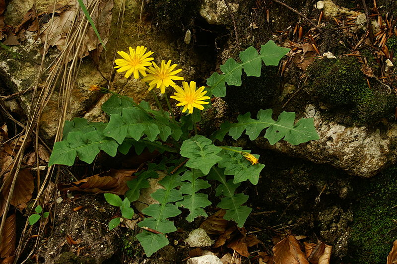 File:Aposeris foetida m1.JPG