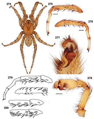 Aptostichus simus male anatomy from Chamberlin, 1917 male specimens from San Diego County; scale bars = 1.0mm. 274 habitus (AP1209) 275-278 secondary sexual characteristics (AP819) 275 retrolateral aspect, leg I 276 prolateral aspect, leg I 277 ventral view, pedipalp bulb 278 retrolateral aspect, pedipalp 279, 280 line drawings, leg I articles 279 retrolateral and prolateral aspect of specimen from San Diego County, Imperial Beach 280 retrolateral aspect, tibia and patella, in descending from San Diego County, Imperial Beach and Santa Barbara County, Carpinteria State Beach Aptostichus simus anatomy male.jpg