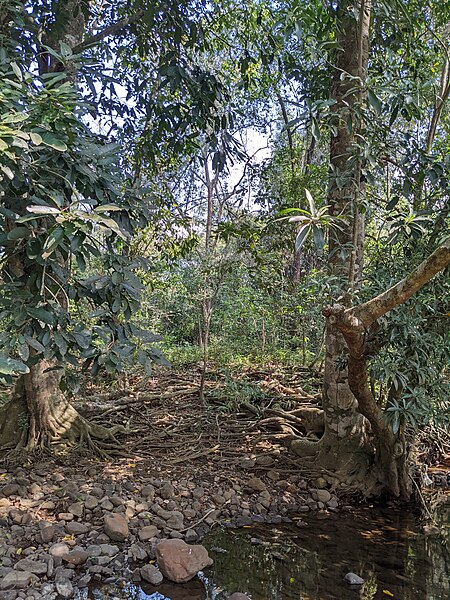 File:Aralam Wildlife Sanctuary during Annual Butterfly Survey 2022 (214).jpg