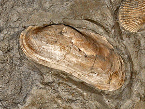 Arcidae - Barbatia mytiloides.JPG