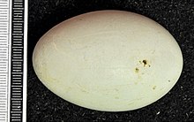 Egg, Collection Museum Wiesbaden Ardea purpurea MWNH 0894.JPG