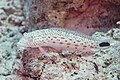 18 Arenal moteado (Parapercis hexophtalma), mar Rojo, Egipto, 2023-04-17, DD 64 uploaded by Poco a poco, nominated by Poco a poco,  11,  0,  0