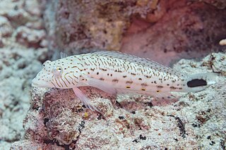 <i>Parapercis hexophtalma</i> Species of fish