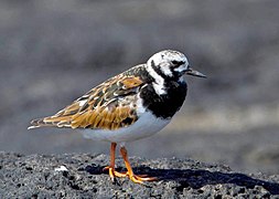 Fargebilde av en liten vadefugl med hvite ventrale fjær, rygg, hode og vinger dekket av brune, gule og okerfjær.