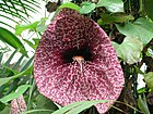 https://upload.wikimedia.org/wikipedia/commons/thumb/9/98/Aristolochia_grandiflora.JPG/140px-Aristolochia_grandiflora.JPG