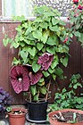 Aristolochia grandiflora (20387332592).jpg