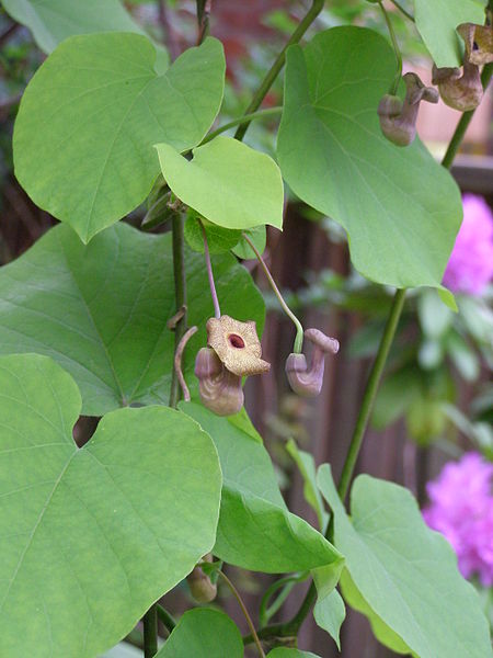 File:Aristolochia macrophylla portrait.jpg