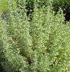 Artemisia-alba.jpg