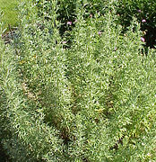 Artemisia alba