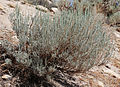 Big sagebrush (Artemisia tridentata) bush
