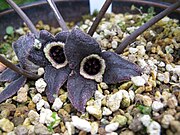 Asarum nipponicum