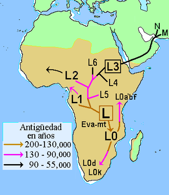 Neanderthal? Macché Non era nostro antenato 330px-Ascendencia_mitocondrial_africana