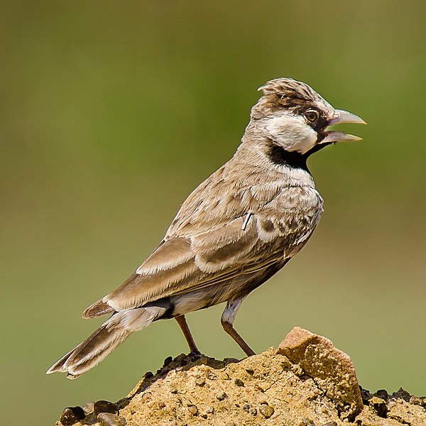 File:Ashy crowned sparrow lark.jpg