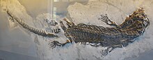 Scheletro di Askeptosaurus italicus