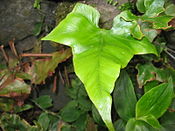 Asplenium hemionitis (Habitus).jpg