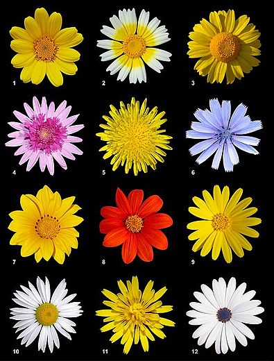 Asteraceae poster