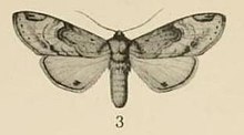 Aurevilius, 1910. Pl.1-02-Stemmatophalera semiflava (Hampson, 1910) .JPG