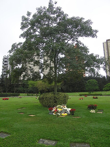 File:Ayrton Senna, Morumbi.jpg