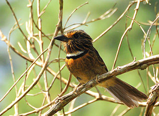 <span class="mw-page-title-main">Crescent-chested puffbird</span> Species of bird