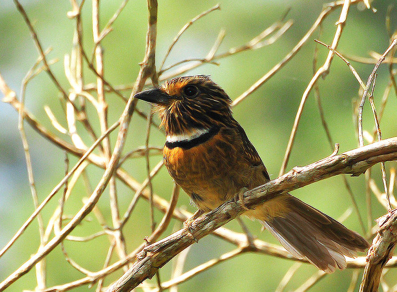 File:BARBUDO-RAJADO ( Malacoptila striata ).jpg