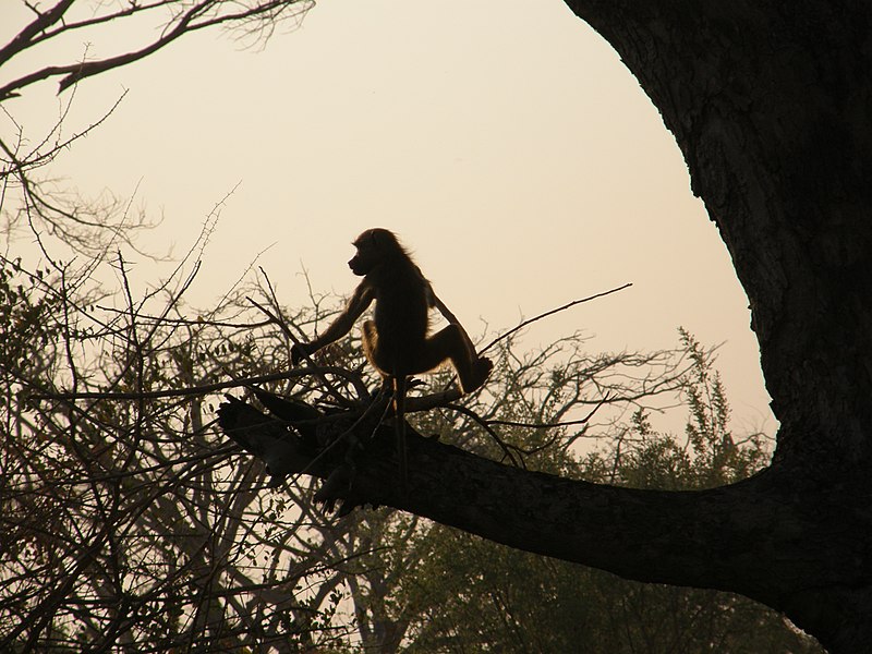 File:Baboons on the lawn - panoramio (7).jpg