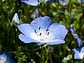 Miniatura para Nemophila menziesii