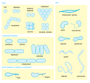 Bakterie: Historie výzkumu, Výskyt a životní nároky, Tvar a velikost