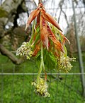 Thumbnail for File:Baden-Baden-Fagus sylvatica pendula-Haengebuche1-38-2012-gje.jpg