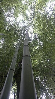 Miniatura per Phyllostachys viridiglaucescens