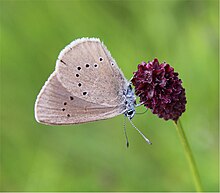 Ameisenbläuling an Großem Wiesenknopf