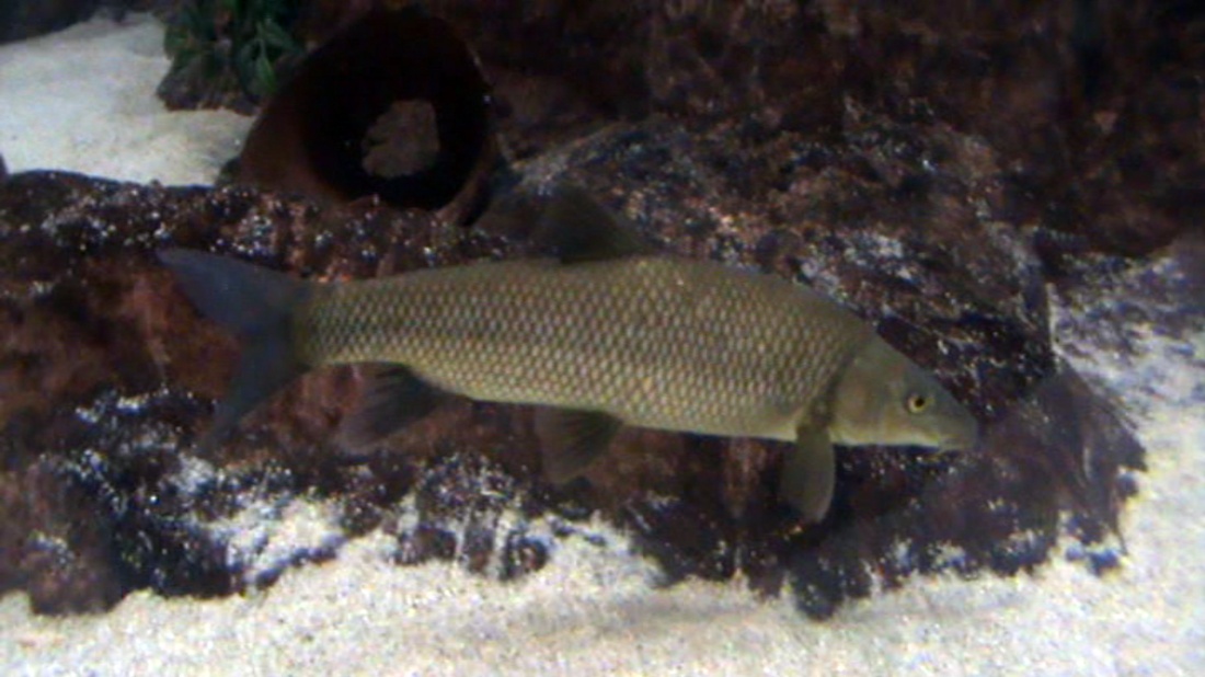 File:Barbus microcephalus.png