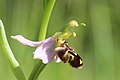 Bee Orchid - Ophrys apifera (14117702249).jpg