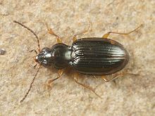 Bembidion assimile.jpg