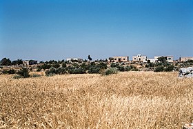 Beshindlaye (بشندلايا), Syria - Wheat field - PHBZ024 2016 5279 - Dumbarton Oaks.jpg