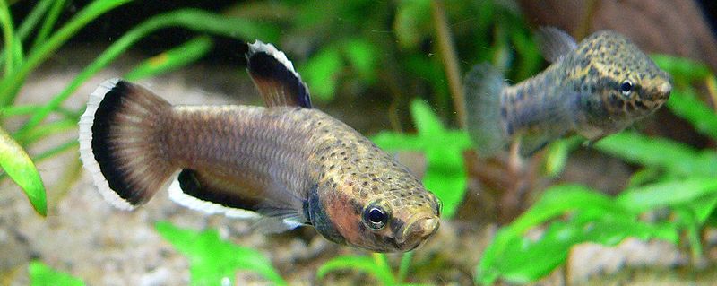 File:Betta albimarginata 060311 1.jpg