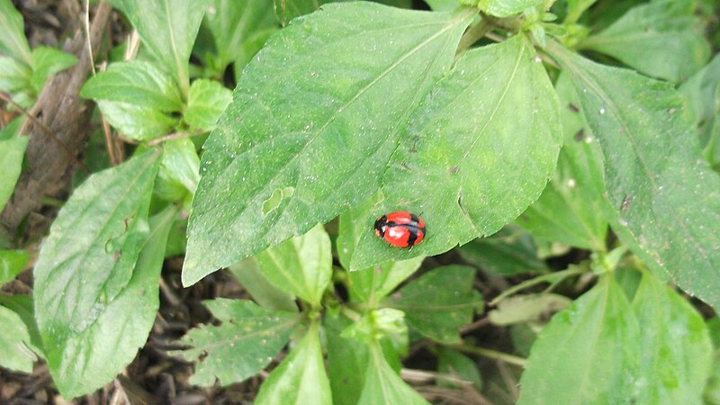 File:Bettle-9-yercaud-salem-India.JPG