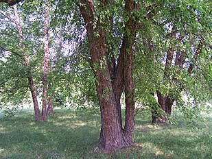 at </br>Morton Arboretum