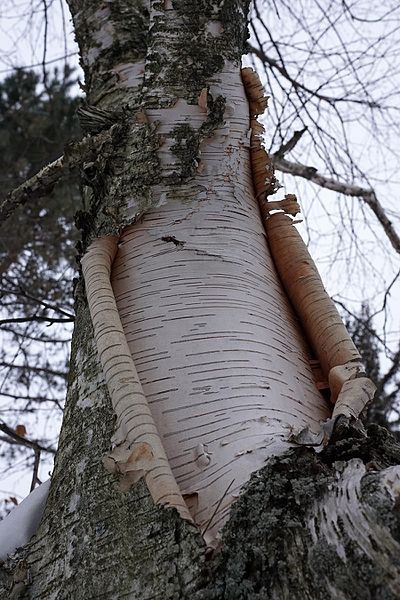 File:Betula papyrifera (Paper Birch) (32080172252).jpg