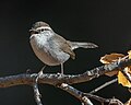 Thumbnail for File:Bewick's Wren (53396677827).jpg