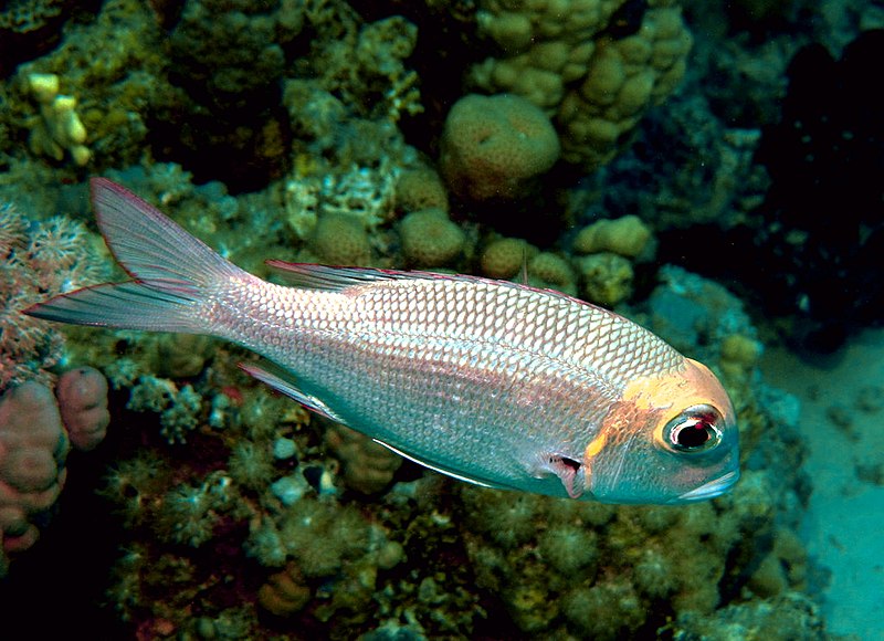 File:Bigeye emperor, Monotaxis grandoculis at Sataya Reef, Red Sea, Egypt -SCUBA (6395392025).jpg