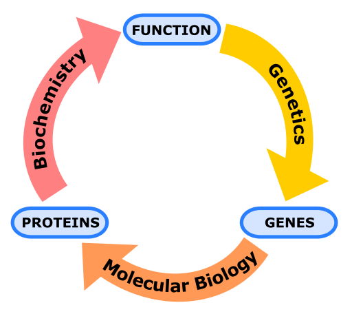 Biochemistry, genetics and molecular biology